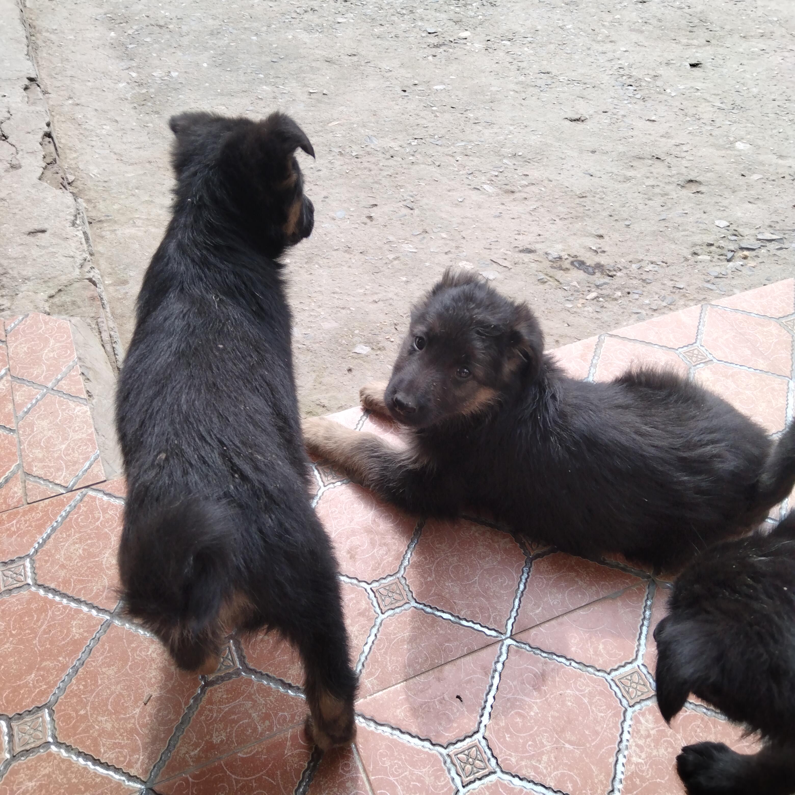 超萌可爱，看家护院，不错的选择